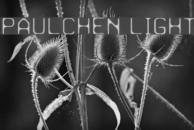 Paulchen Light Font examples