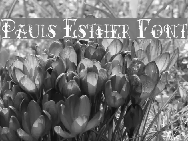 Pauls Esther Font フォント examples