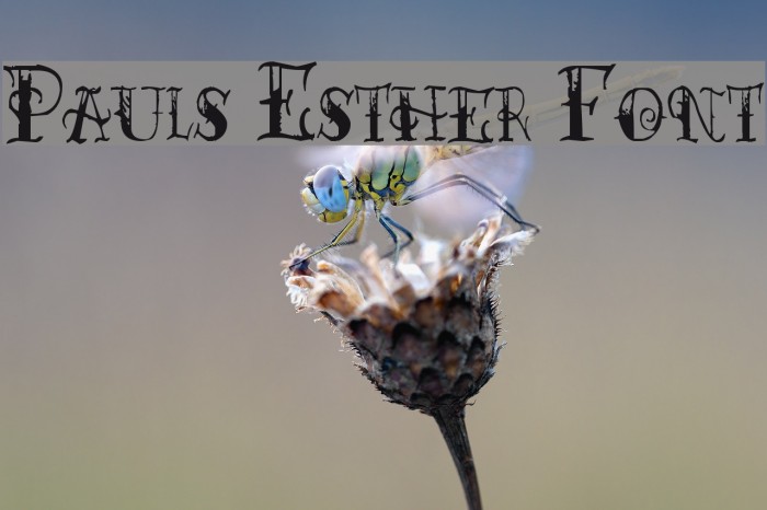 Pauls Esther Font フォント examples