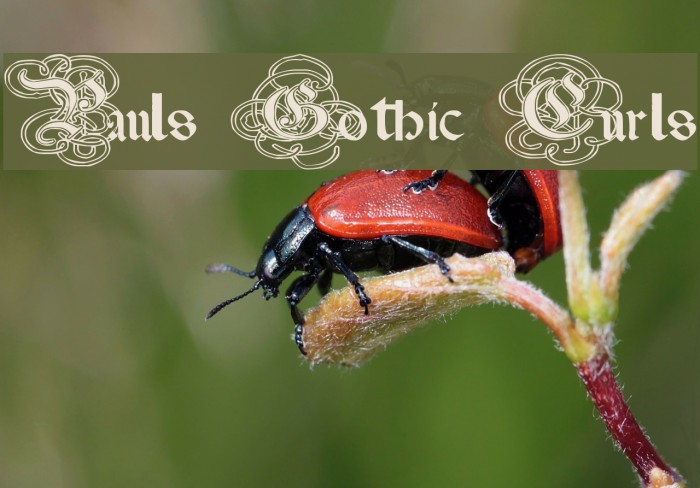 Pauls Gothic Curls Font examples
