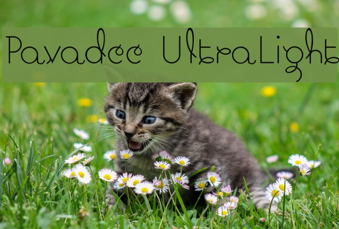 Pavadee UltraLight Example 2