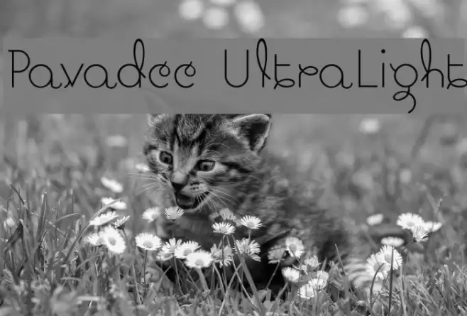 Pavadee UltraLight Font examples