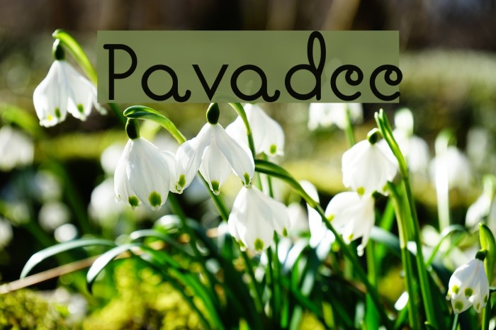 Pavadee Font examples