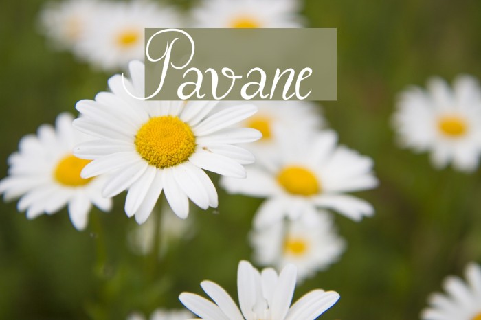 Pavane Font examples