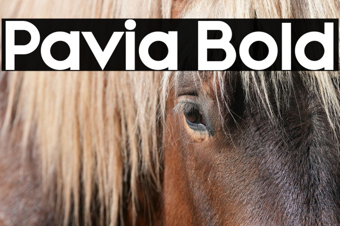 Pavia Bold Example 1