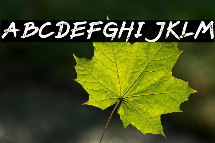 PaxSuyudz Bold Example 1