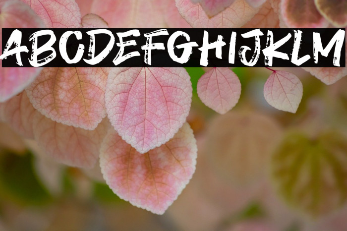 Payout Caratteri examples