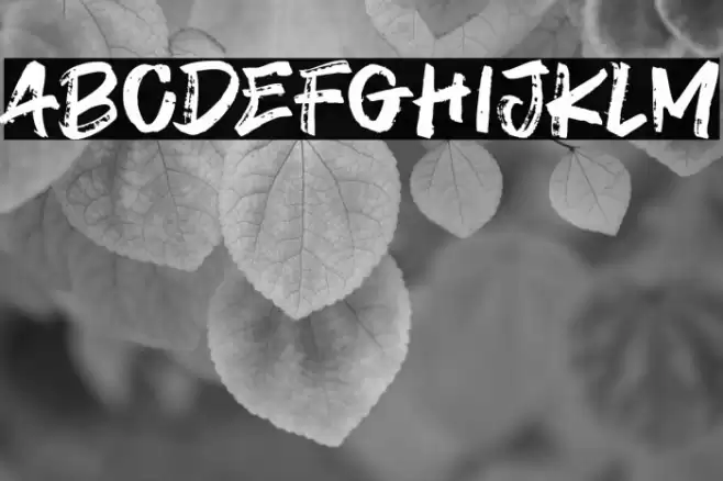 Payout फ़ॉन्ट examples