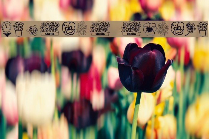 pansies4sheila Font examples