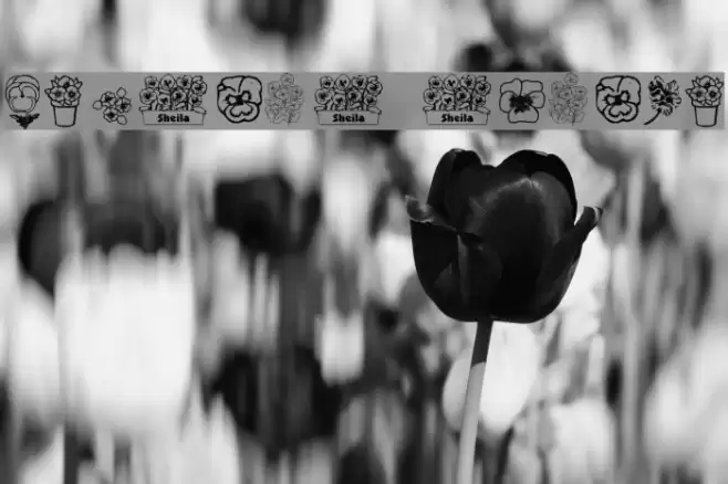 pansies4sheila Font examples