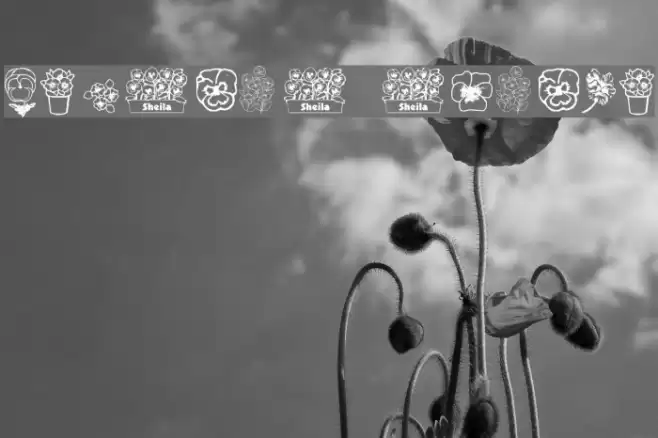 pansies4sheila Font examples