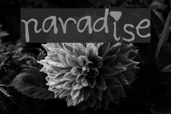 paradise Caratteri examples
