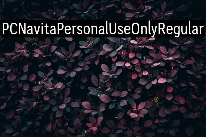 PC-Navita-Personal-Use-Only-Regular Example 1