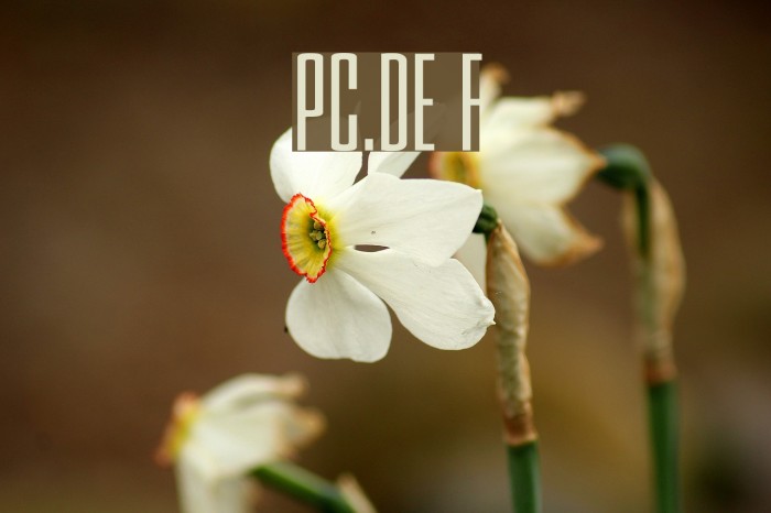 PC.DE Font examples