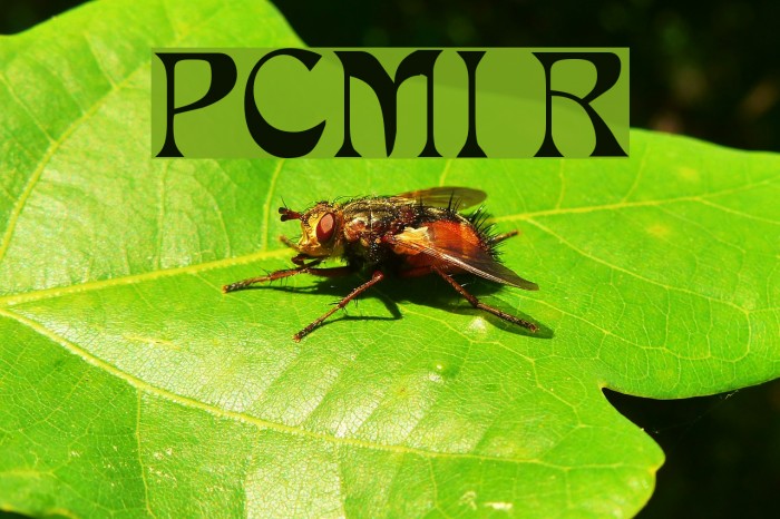 PCMIra Regular Font examples