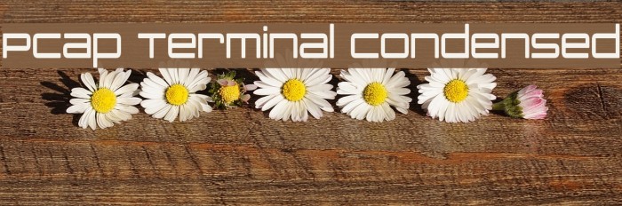 PCap Terminal Condensed Example 2