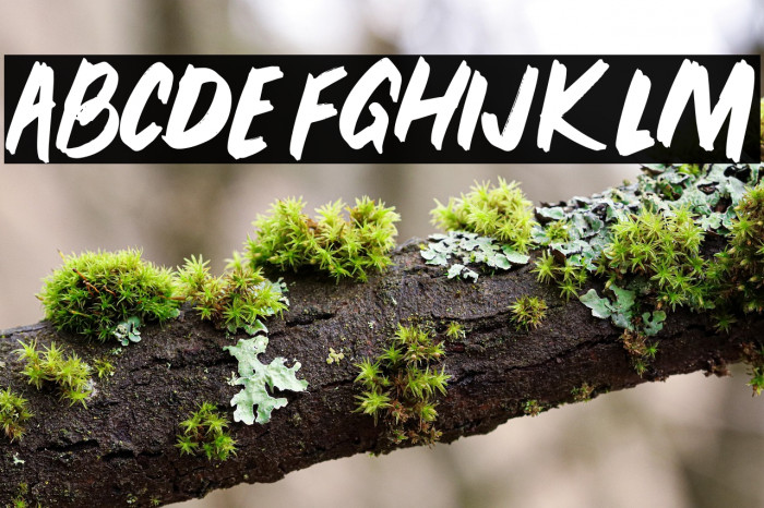 PEUNABRUSH-Regular Example 1