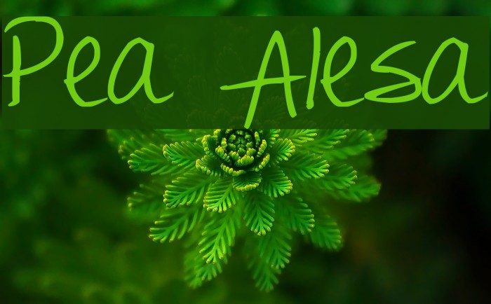 Pea Alesa フォント examples
