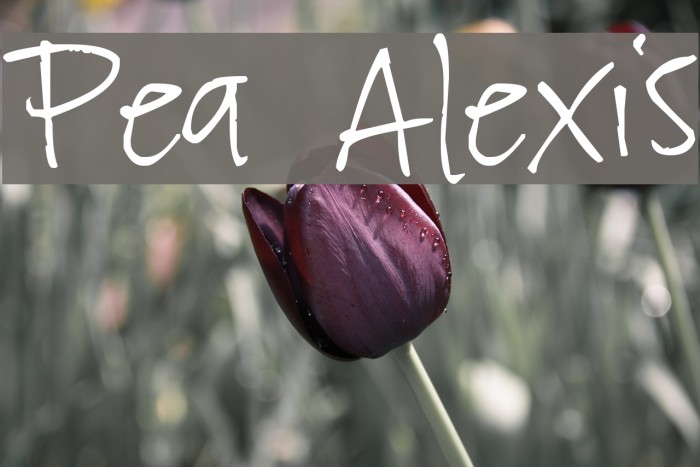 Pea Alexis Font examples