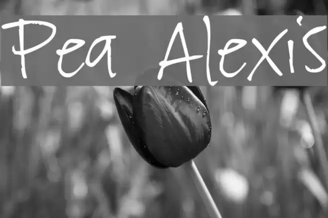 Pea Alexis フォント examples