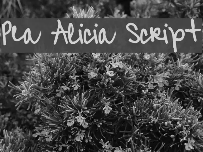 Pea Alicia Script Font examples