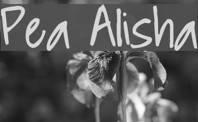 Pea Alisha Font examples