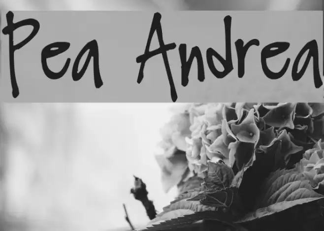 Pea Andrea Font examples