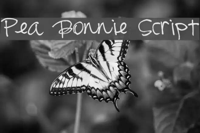Pea Bonnie Script Font examples