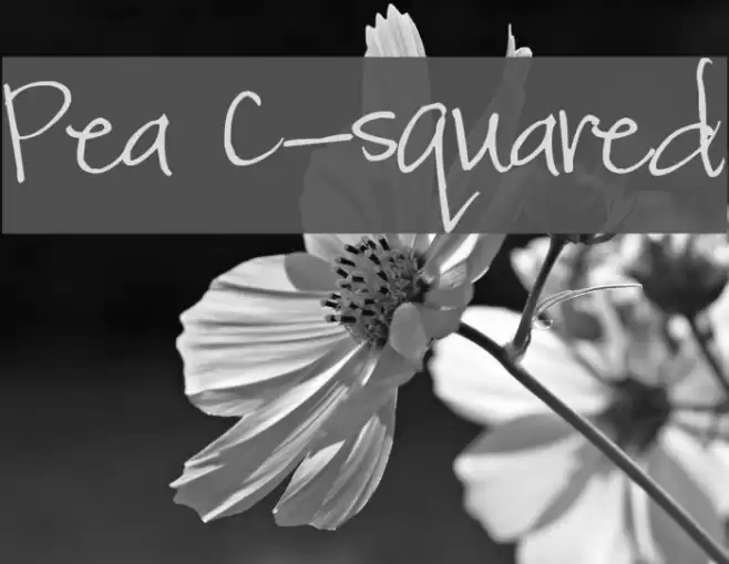 Pea C-squared خط examples