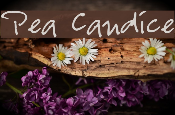 Pea Candice Font examples