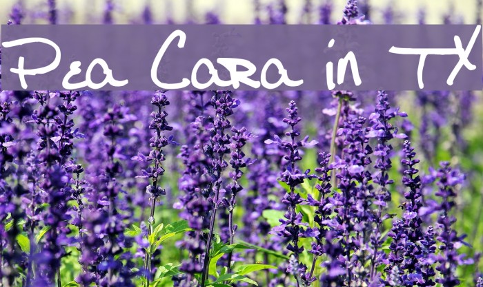 Pea Cara in TX Example 2