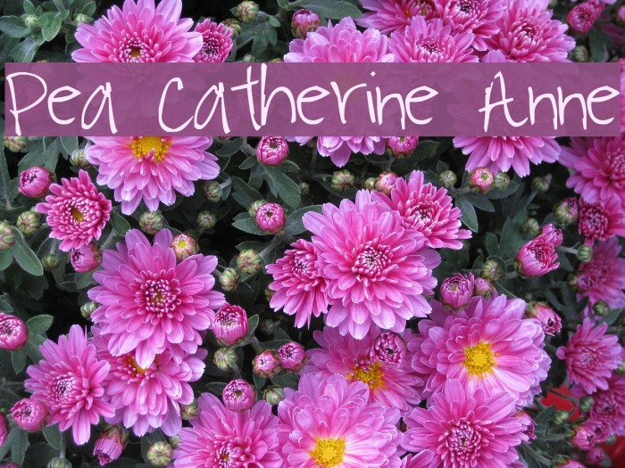 Pea Catherine Anne Font examples
