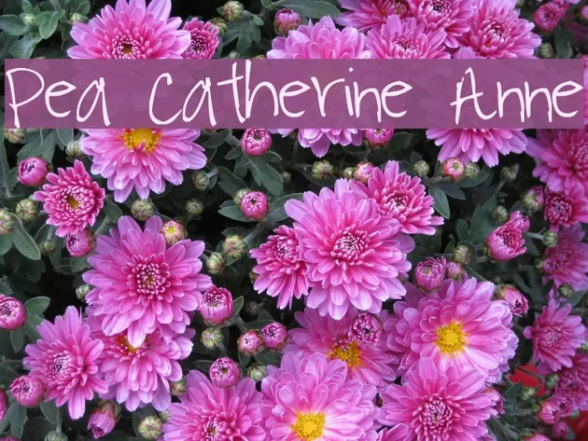 Pea Catherine Anne Example 2
