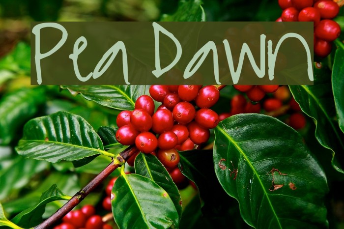 Pea Dawn Font examples