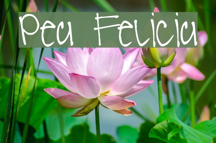 Pea Felicia Font examples
