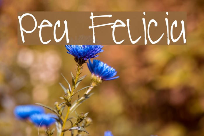 Pea Felicia Font examples