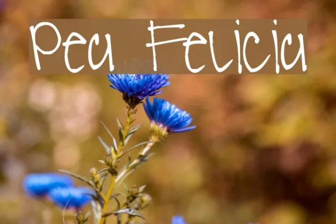Pea Felicia Example 2