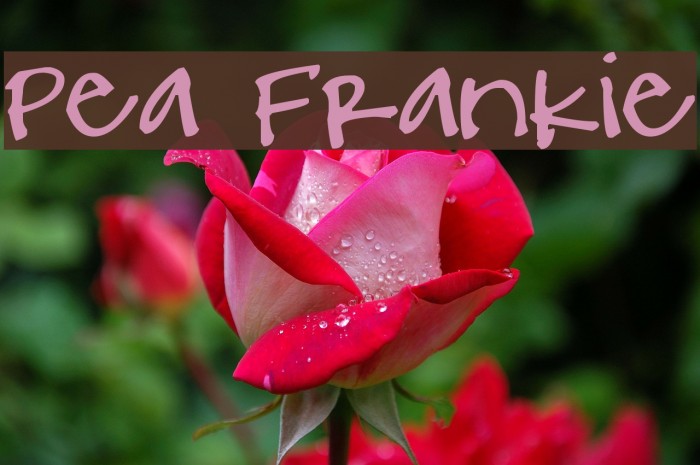 Pea Frankie Font examples