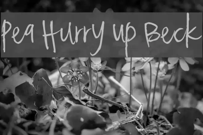 Pea Hurry Up Beck Font examples