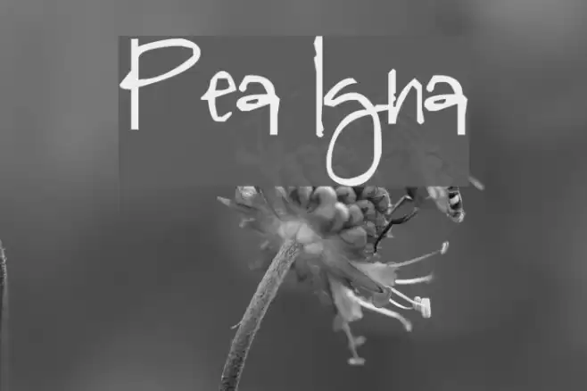 Pea Igna Font examples