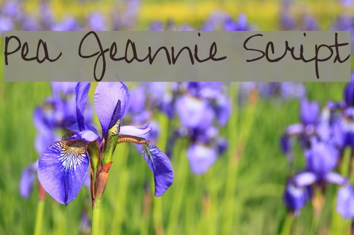 Pea Jeannie Script Example 1