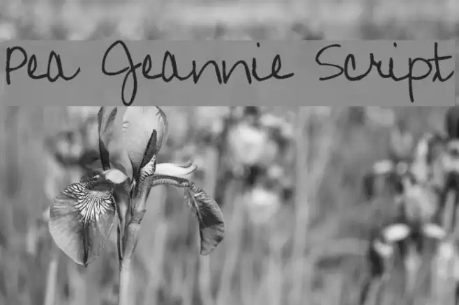 Pea Jeannie Script Font examples