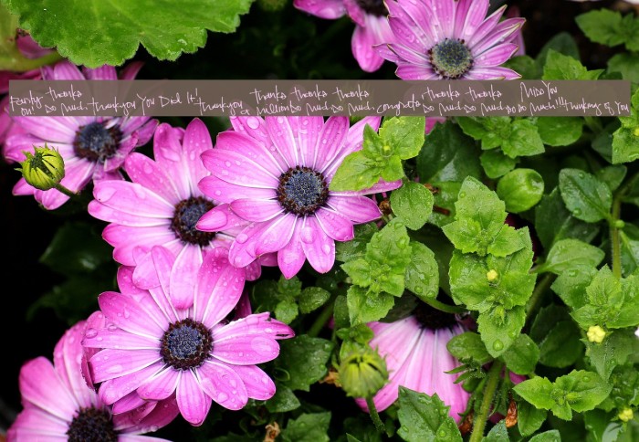 Pea Kadee's Greetings Font examples