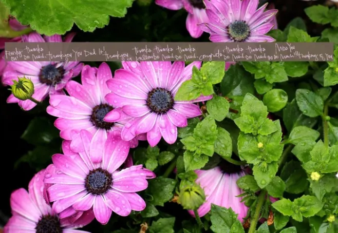 Pea Kadee's Greetings Example 2
