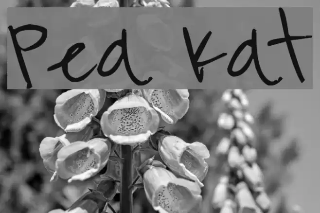 Pea Kat Font examples