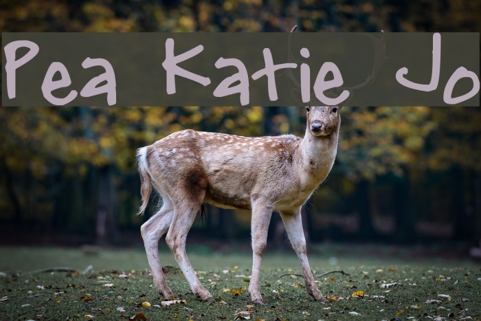 Pea Katie Jo Font examples
