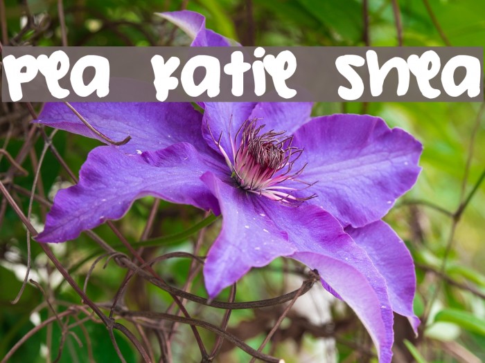Pea Katie Shea Font examples