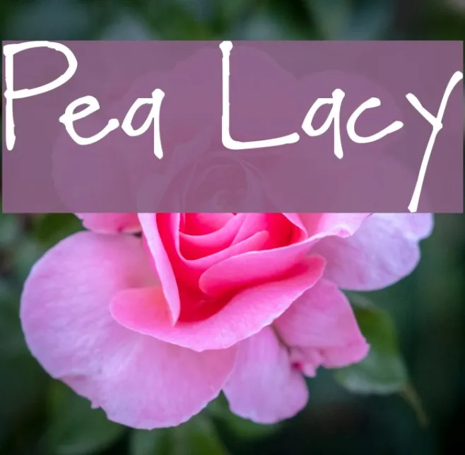 Pea Lacy Example 3