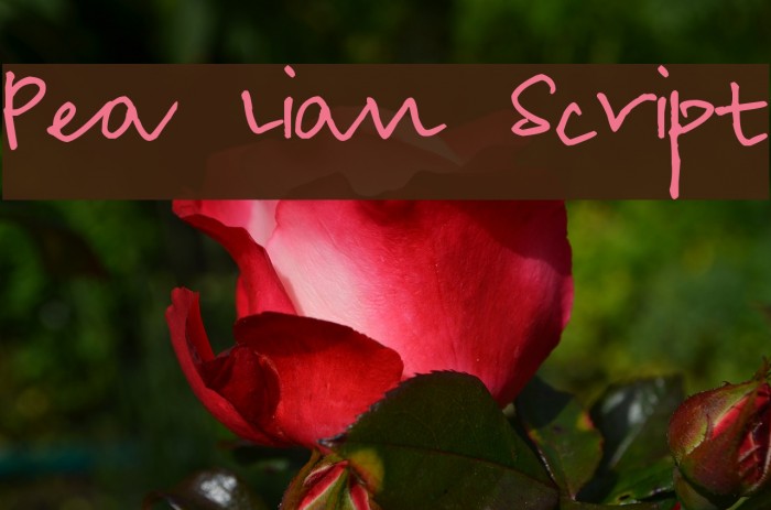 Pea Lian Script Font examples