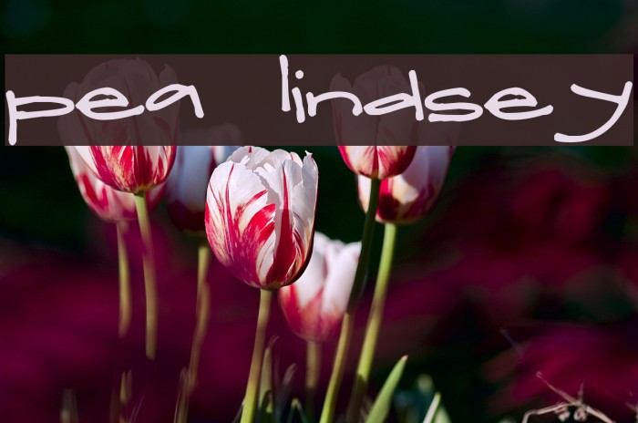 Pea Lindsey Font examples